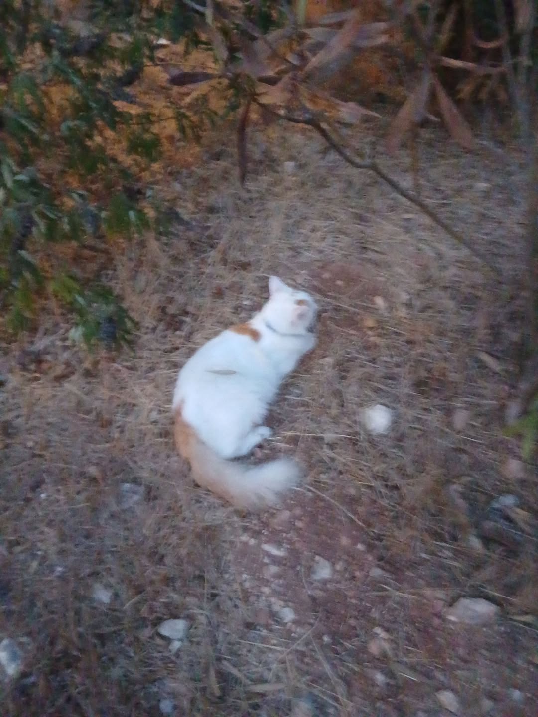 Found cat