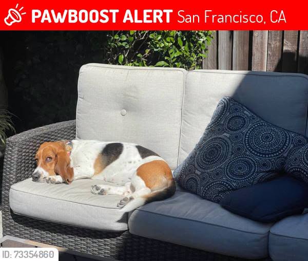 Lost Dog in San Francisco