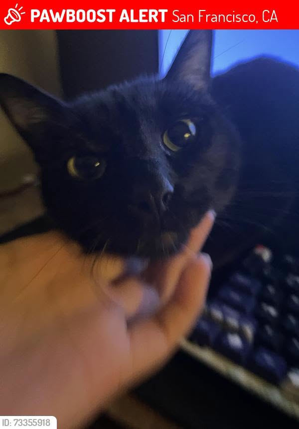 Lost Cat in San Francisco