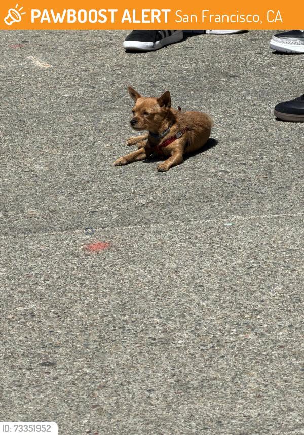 Found dog