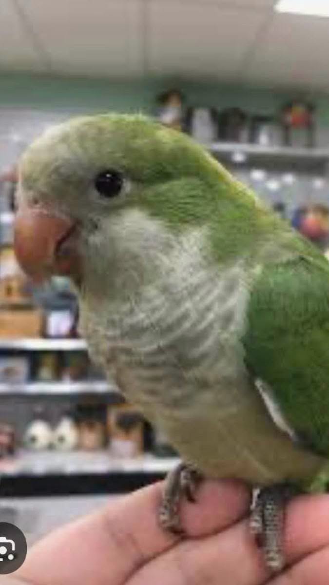 Lost bird