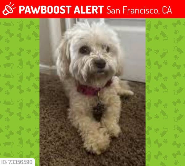 Lost Dog in San Francisco