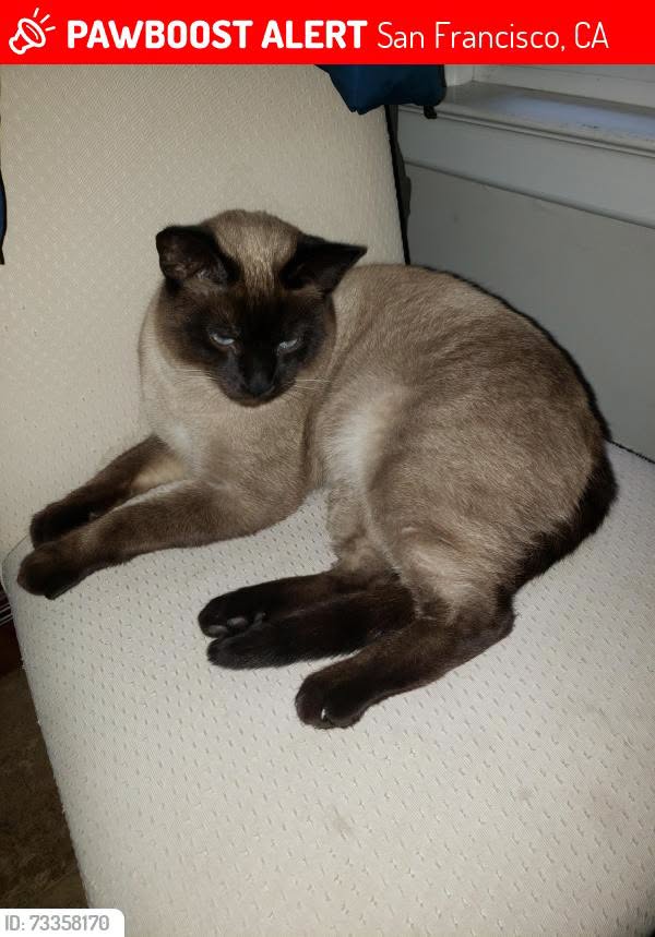 Lost Cat in San Francisco