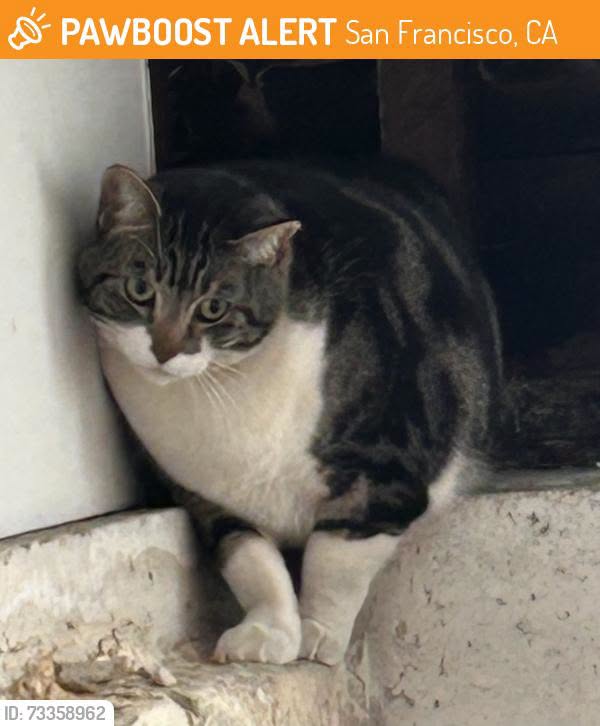 Found cat
