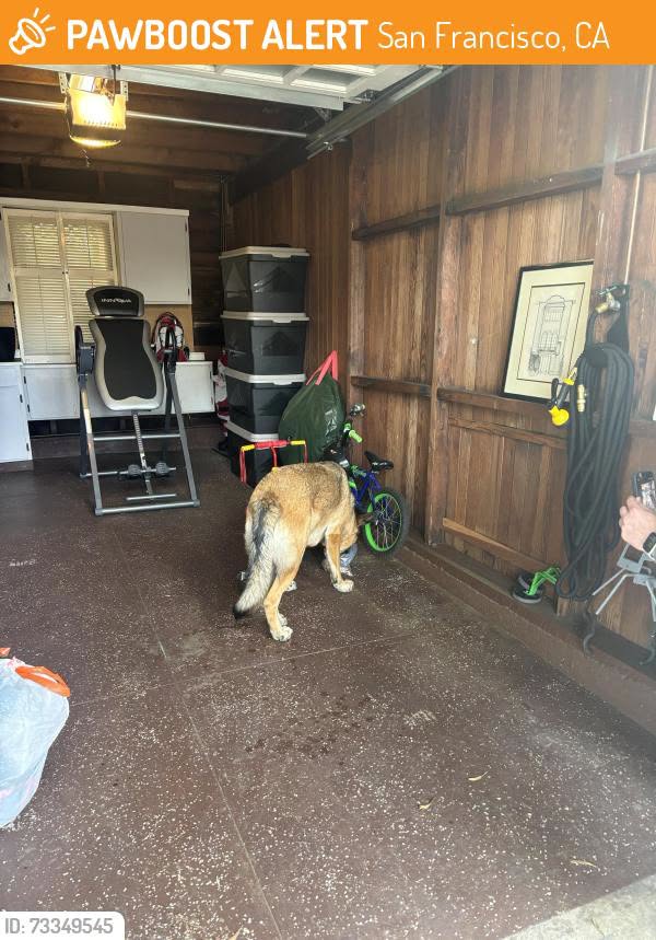 Found dog