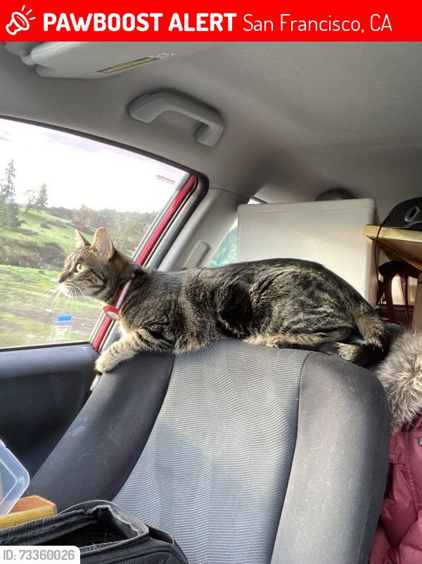 Lost Cat in San Francisco