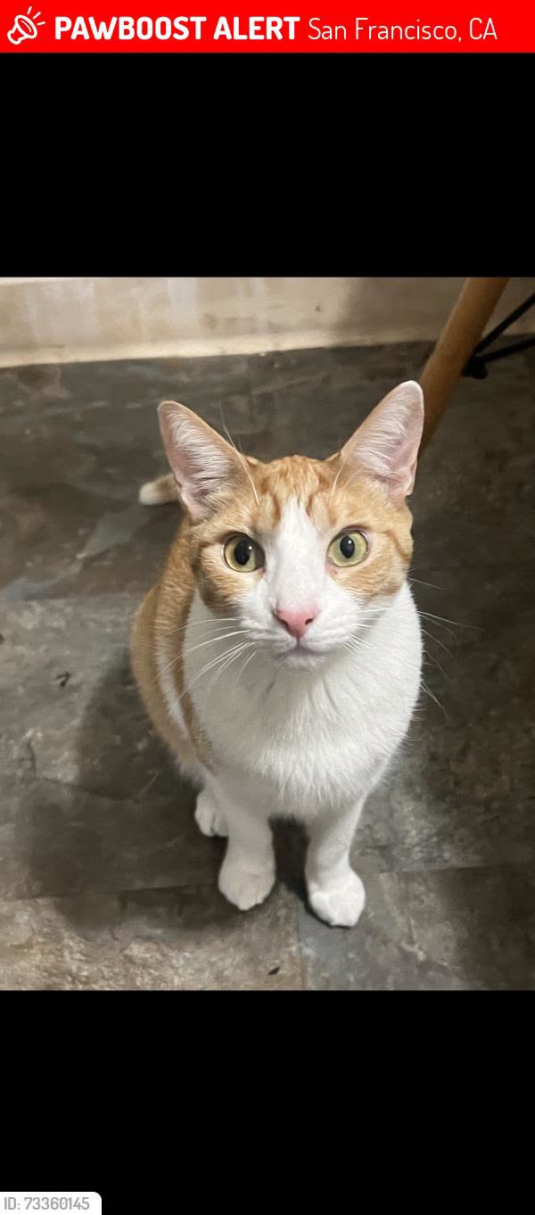 Lost Cat in San Francisco