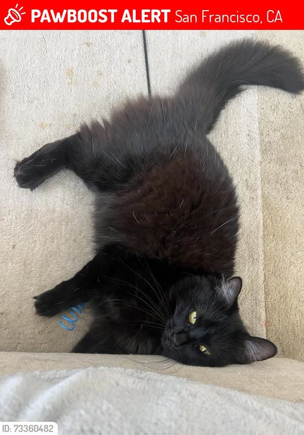Lost Cat in San Francisco