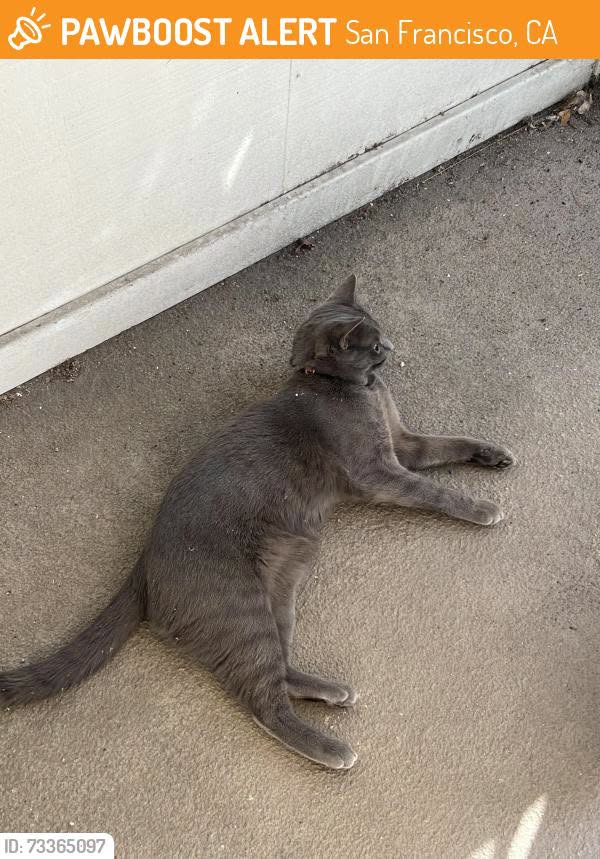 Found cat