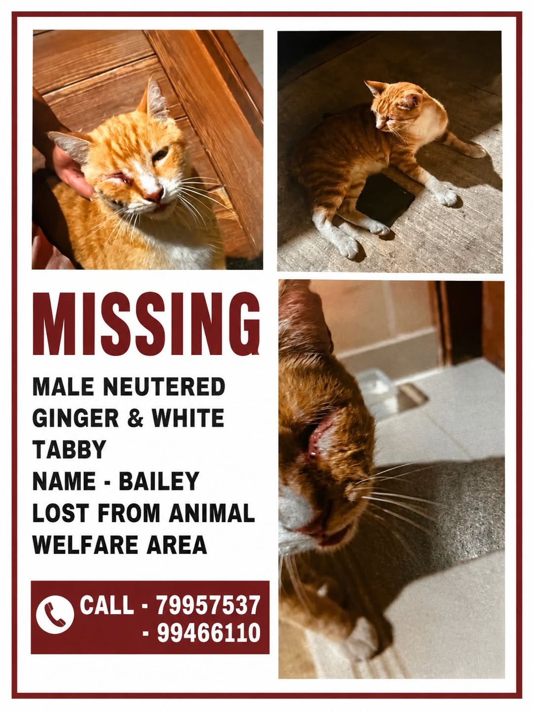 Lost Cat in Animal Welfare Area