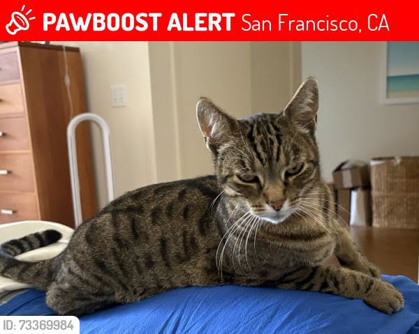 Lost Cat in San Francisco