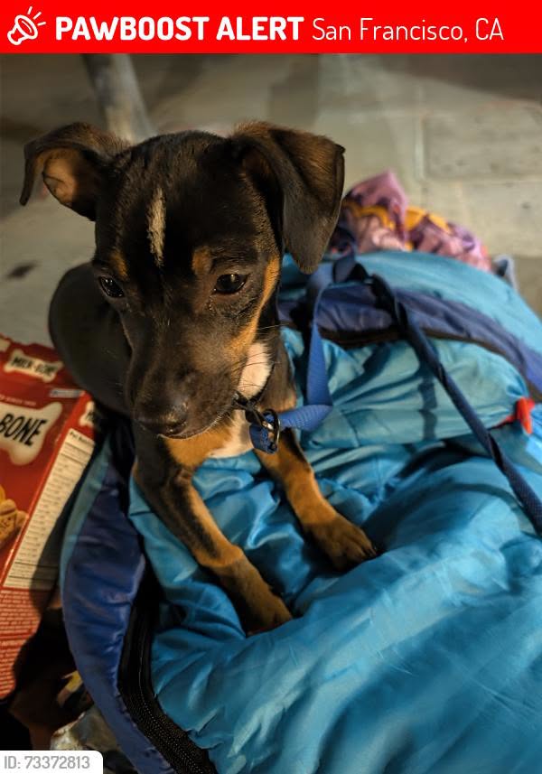 Lost Dog in San Francisco