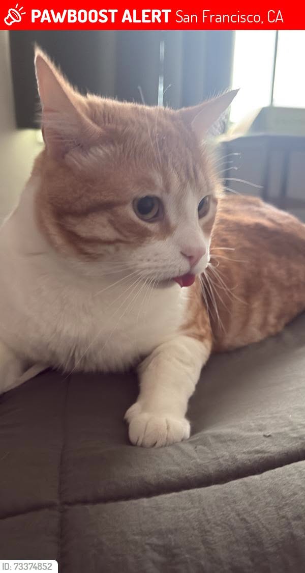 Lost Cat in San Francisco