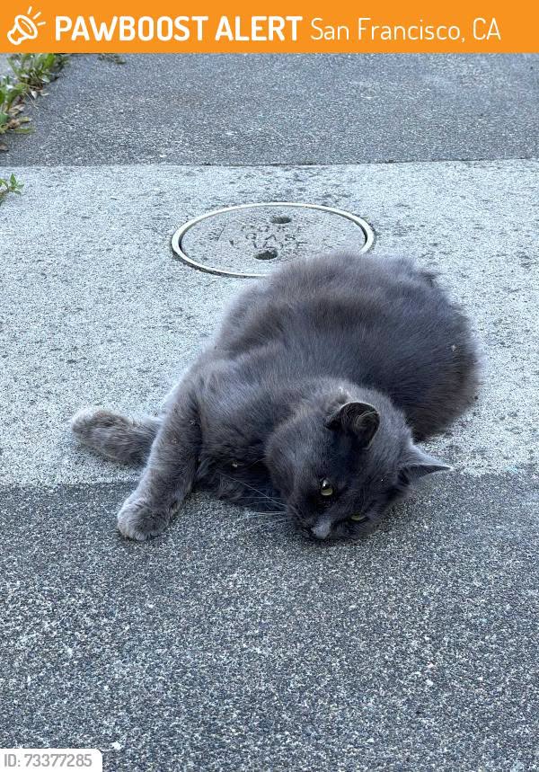 Found cat