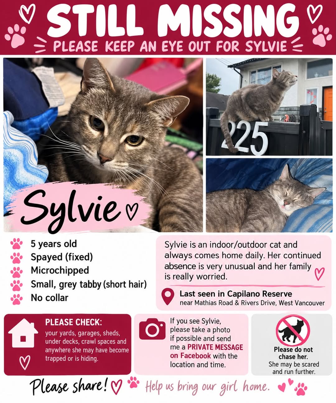Lost Cat in West Vancouver