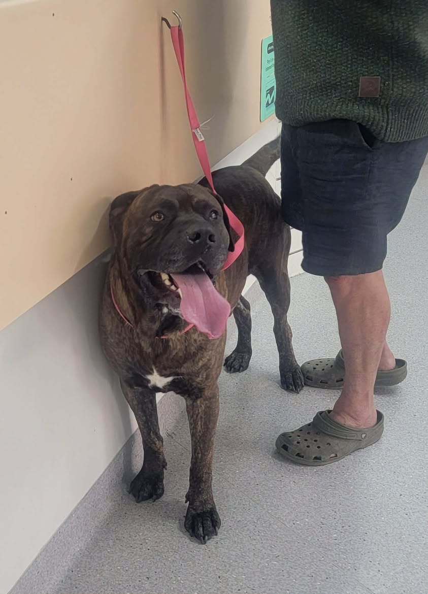 Found dog
