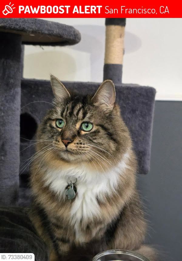 Lost Cat in San Francisco