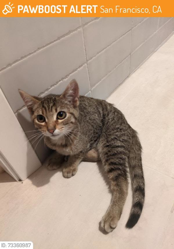 Found cat