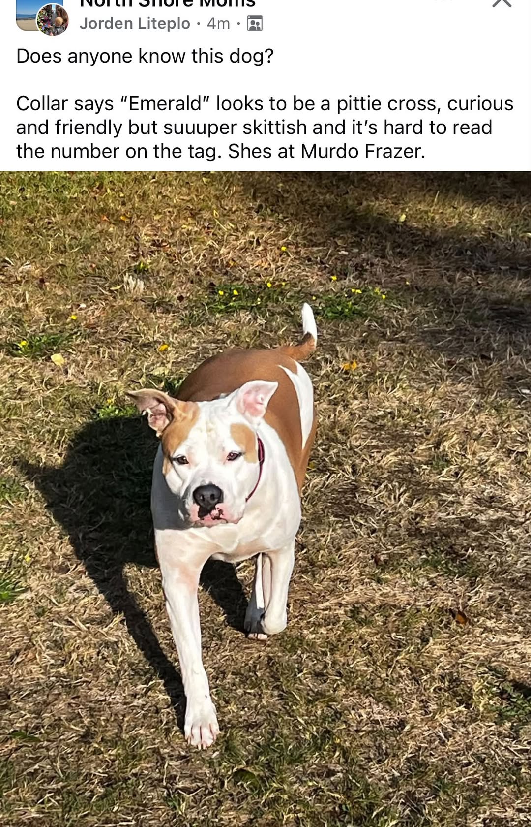 Found dog