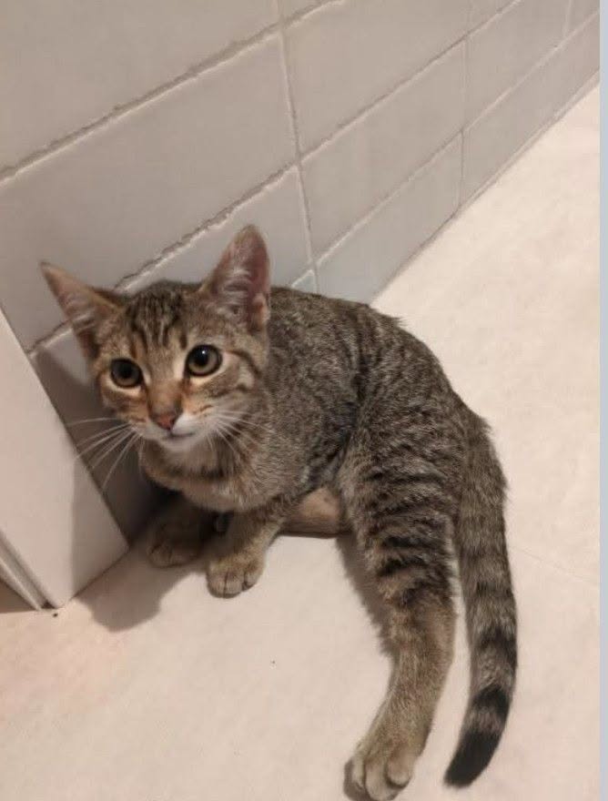 Found Cat in San Francisco