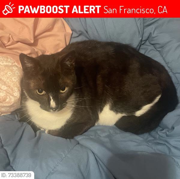 Lost Cat in San Francisco