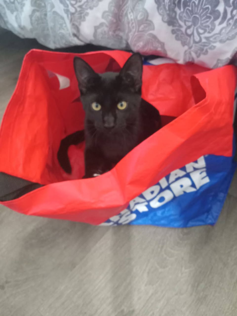 Lost cat