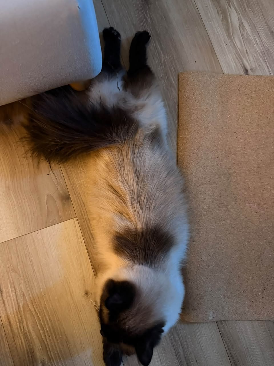 Lost Cat in West Vancouver