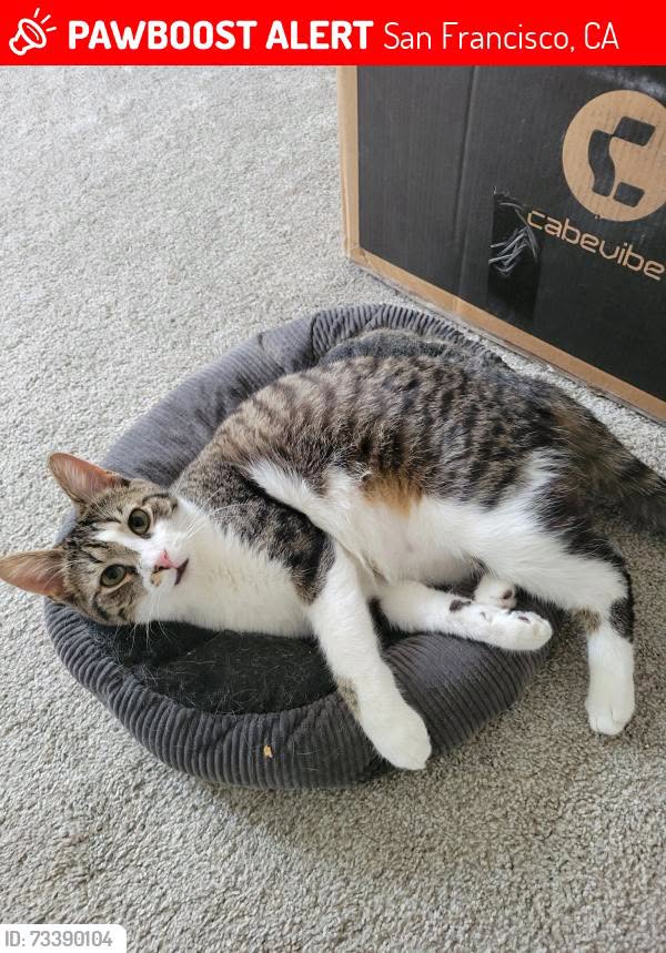 Lost Cat in San Francisco