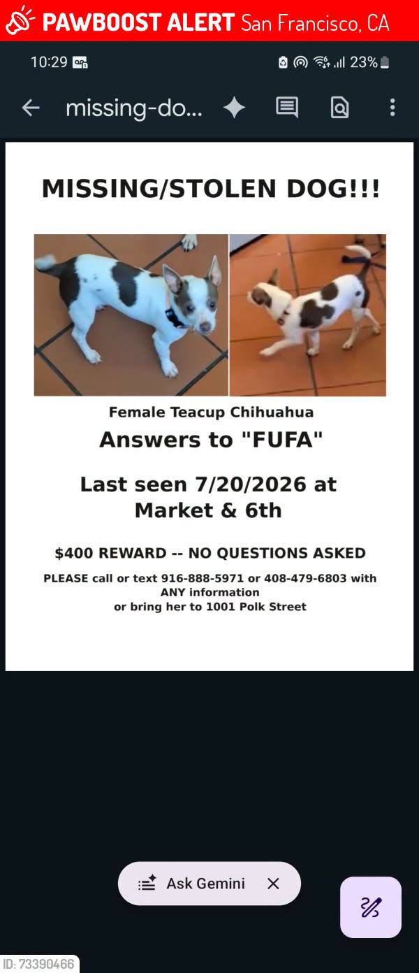 Lost dog