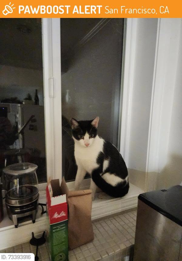 Found cat