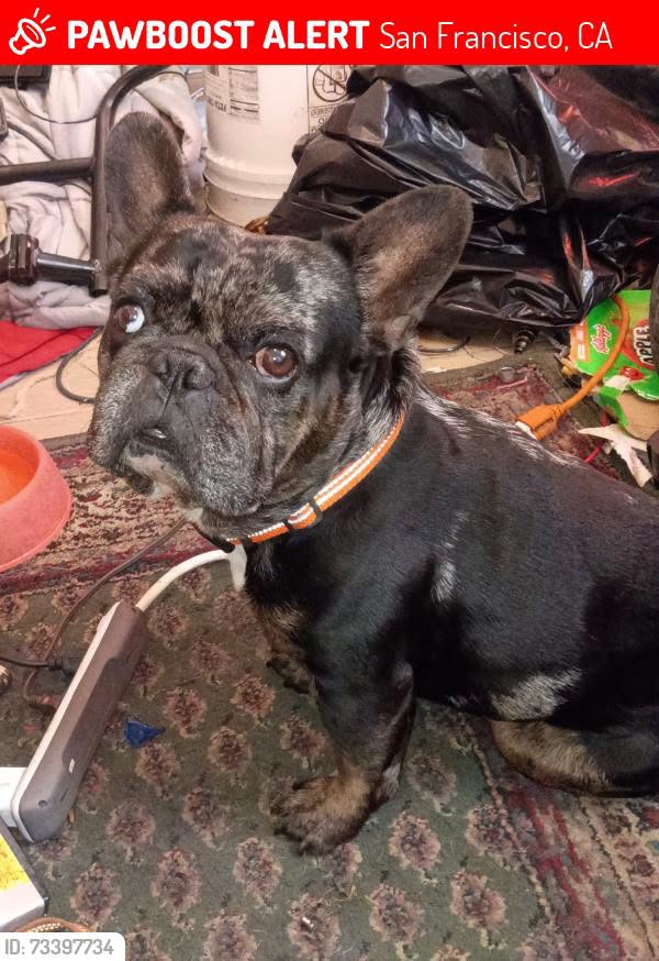 Lost Dog in San Francisco