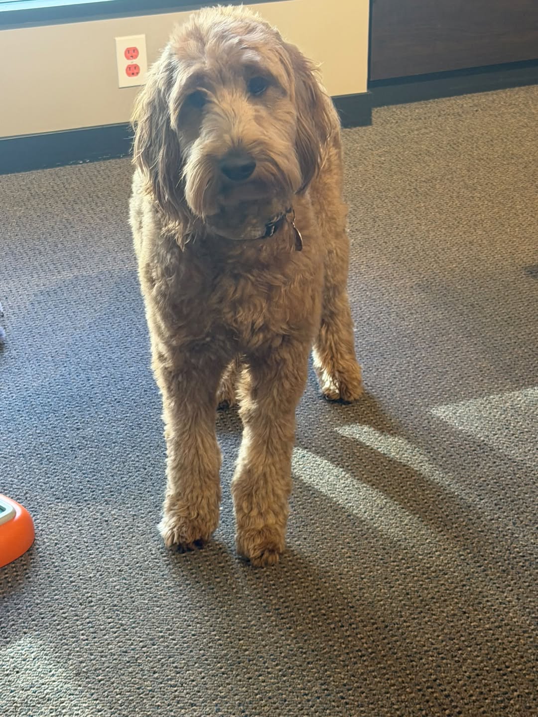 Found dog