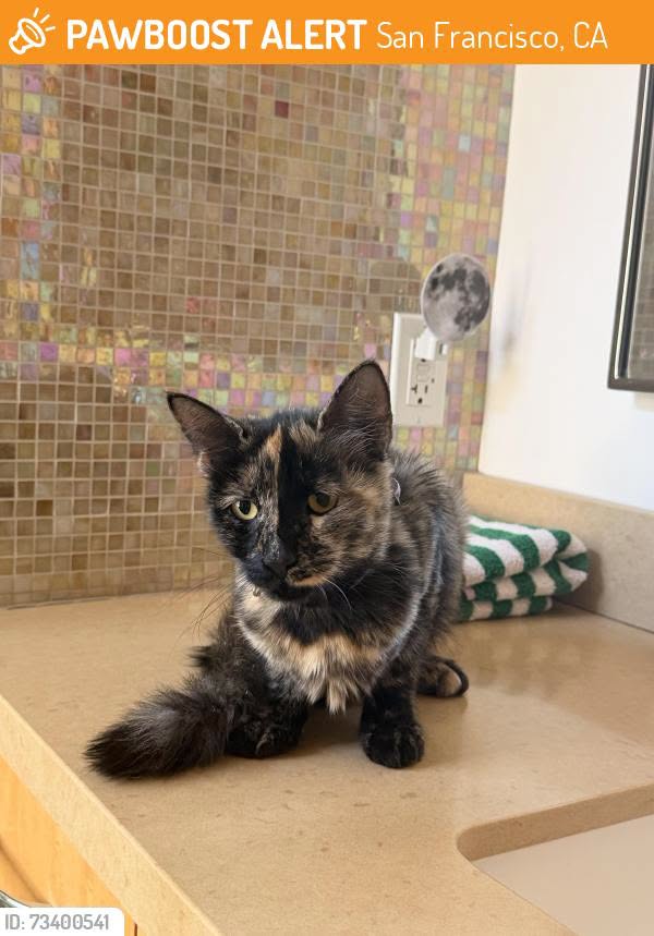 Found cat