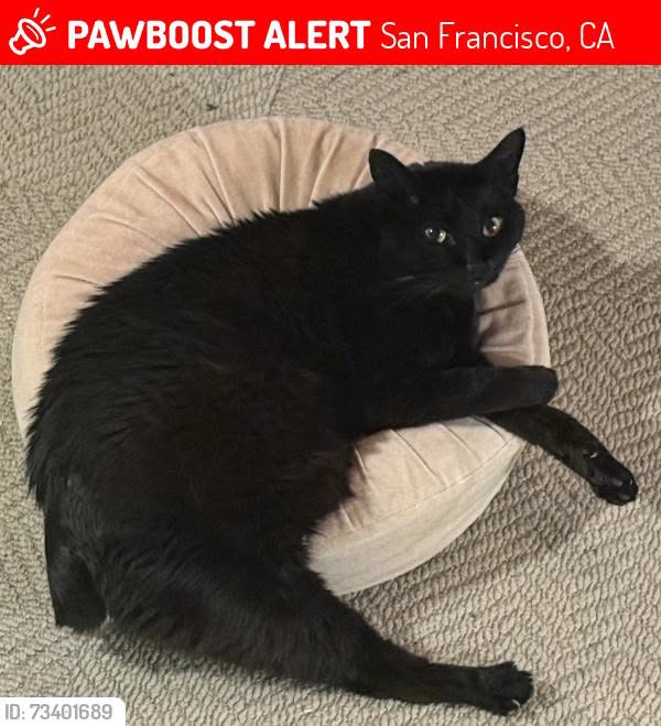 Lost Cat in San Francisco