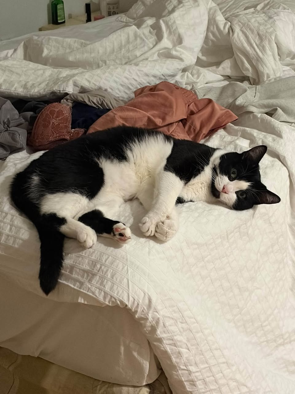 Lost Cat in North And West Vancouver