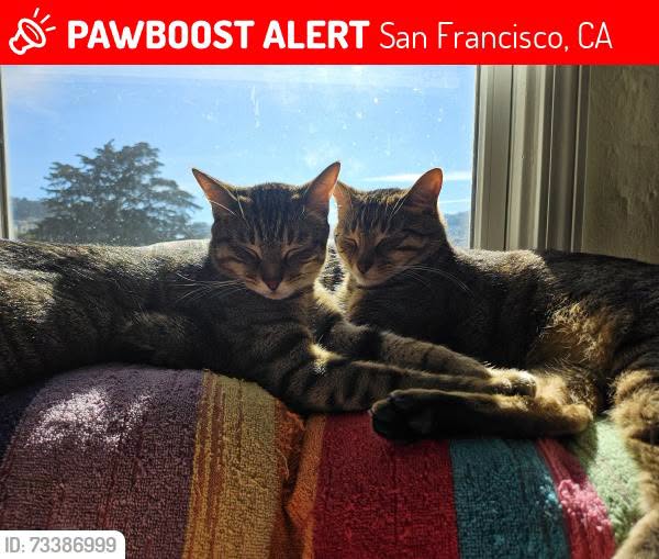 Lost Cat in San Francisco