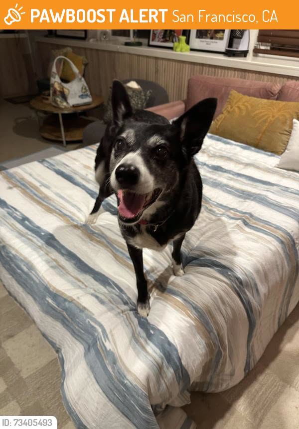 Found dog