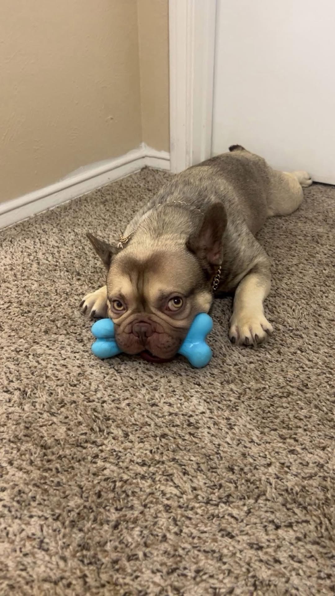 Lost Dog in Cedar Hill