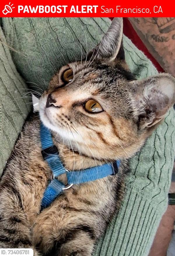 Lost Cat in San Francisco