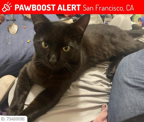 Lost Cat in San Francisco