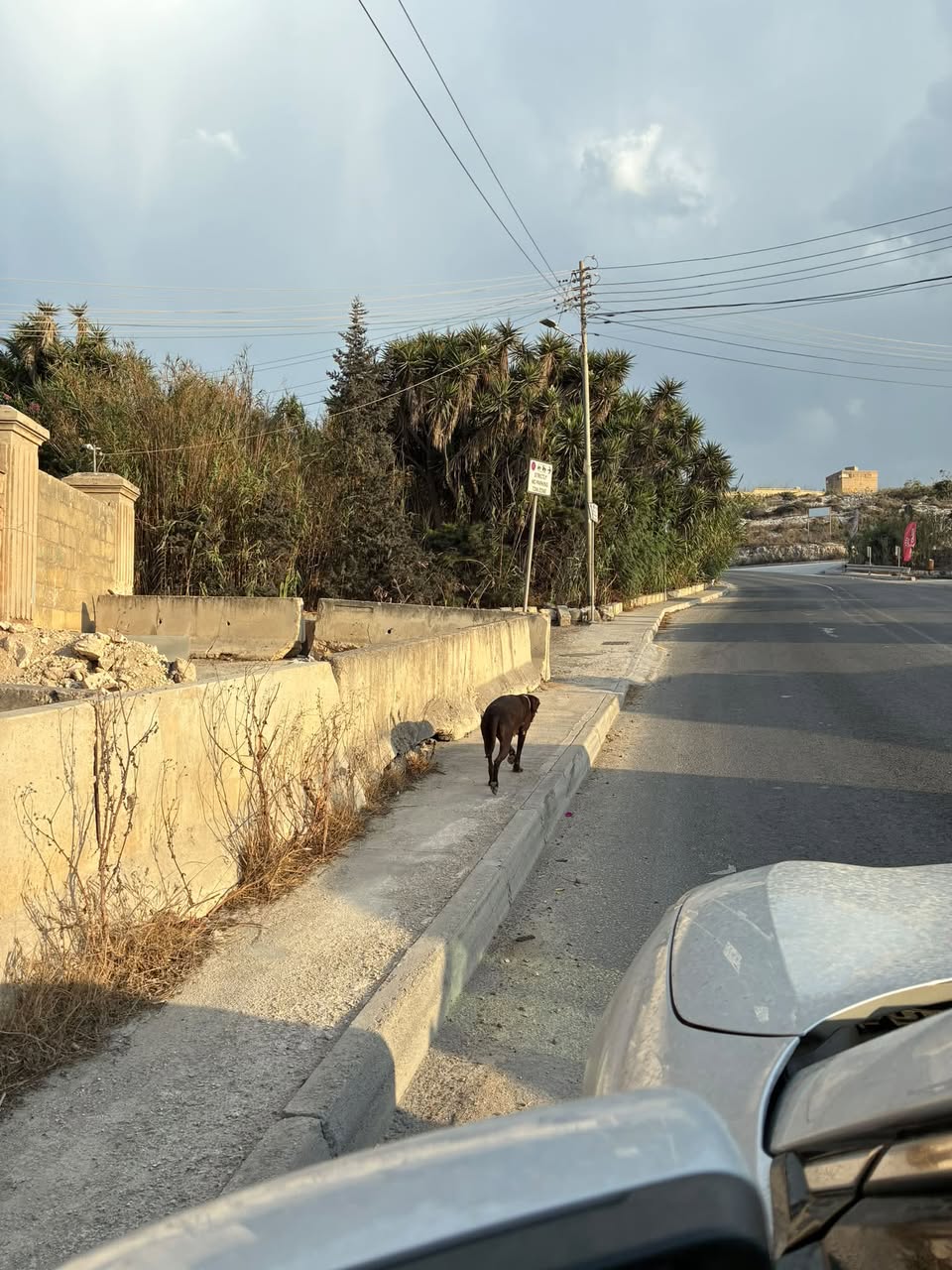 Found Dog in TelgħA T'Alla U Ommu