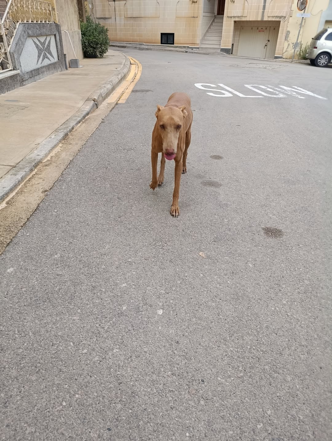 Found Dog in Gudja