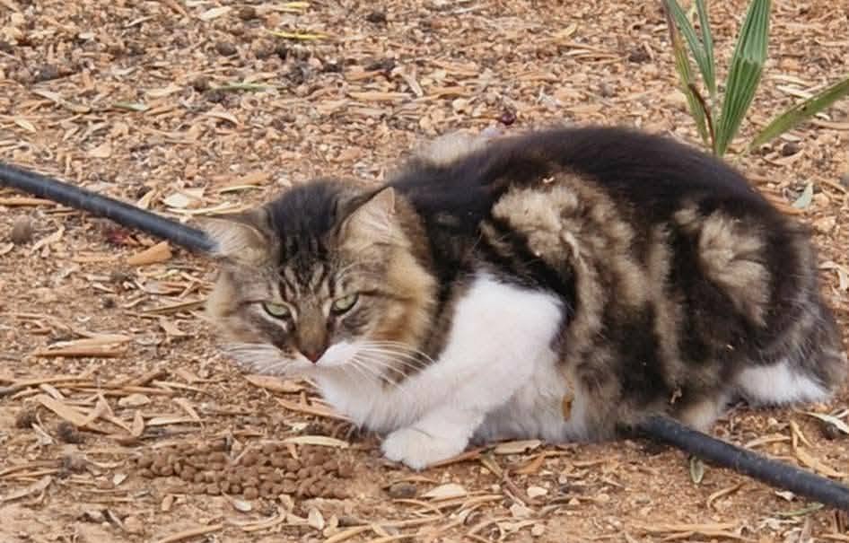 Found cat