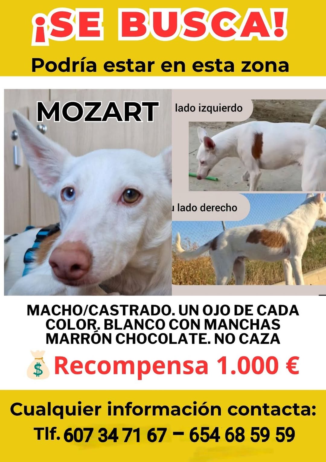 Lost Dog in Huelva