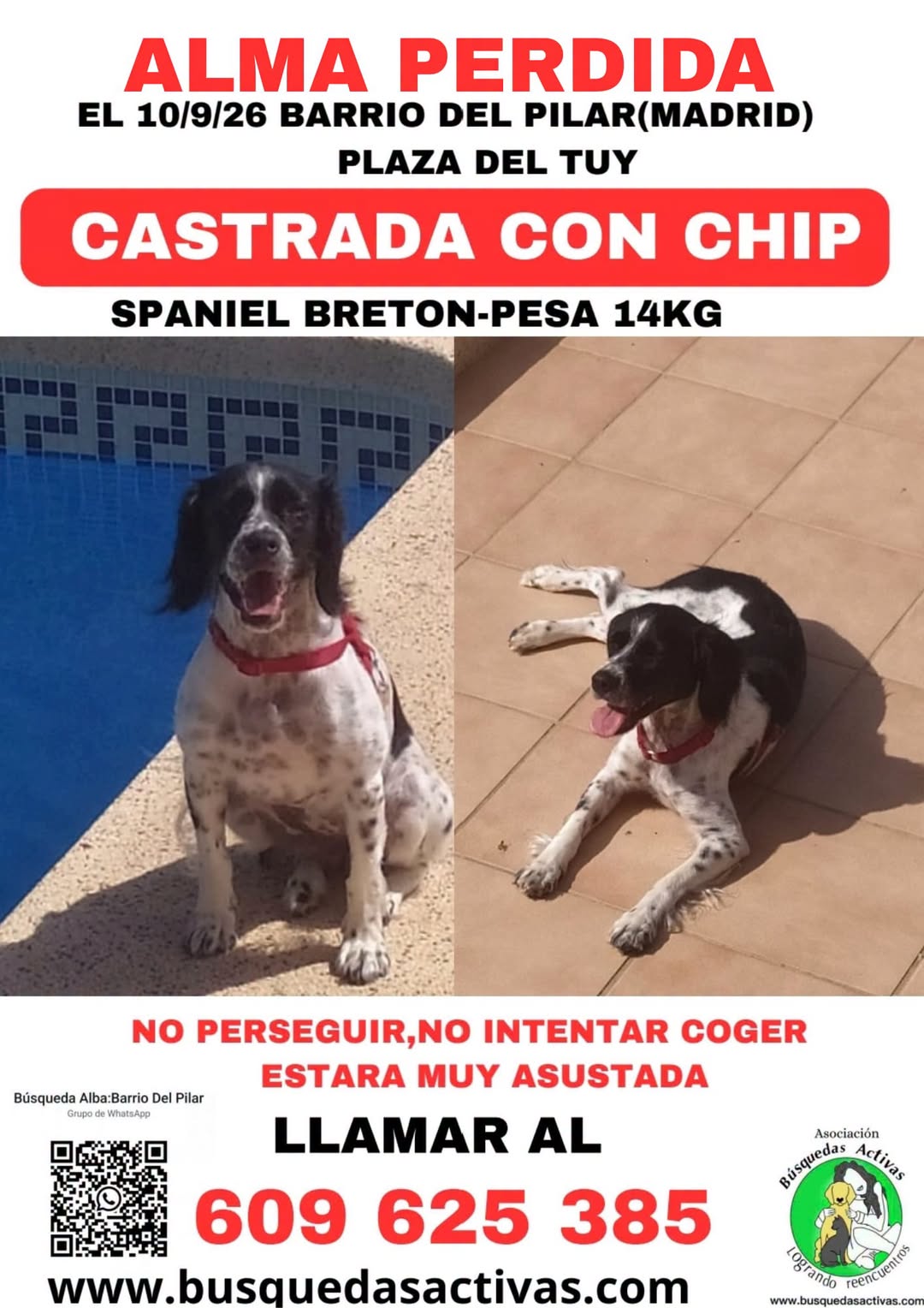 Lost Dog in Madrid