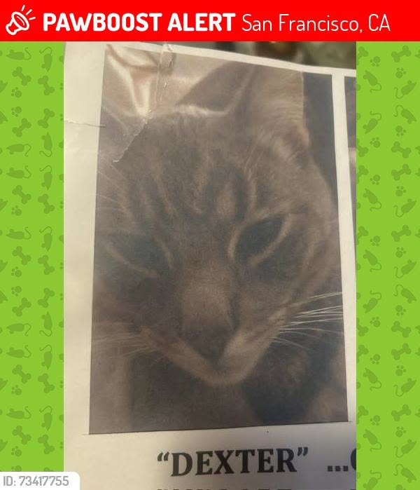 Lost Cat in San Francisco