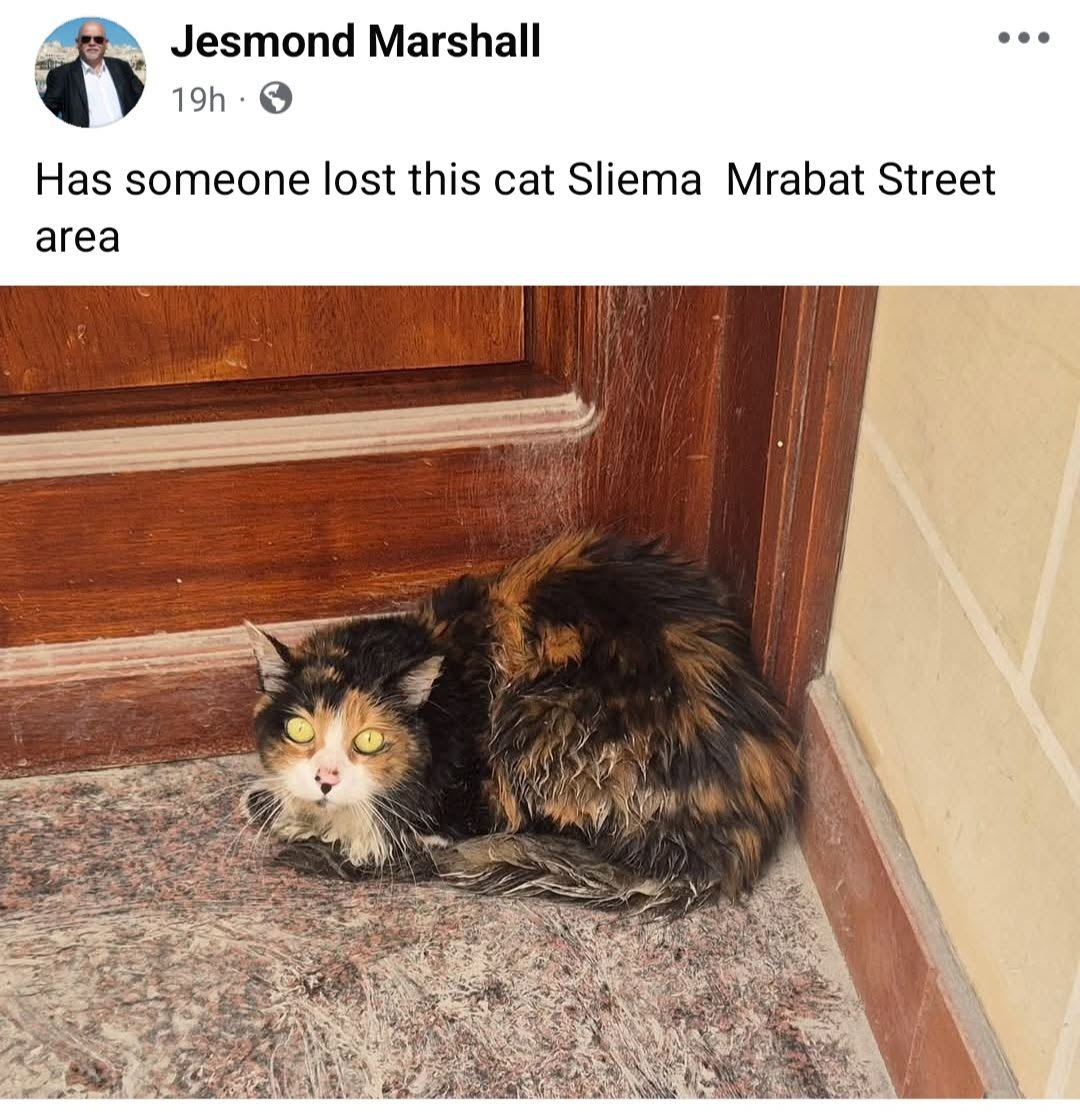 Lost Cat in Sliema
