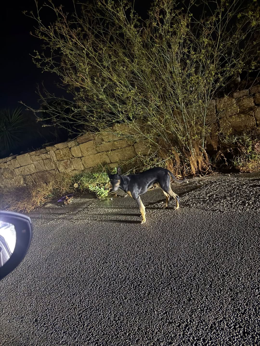 Found Dog in Ta' Qali