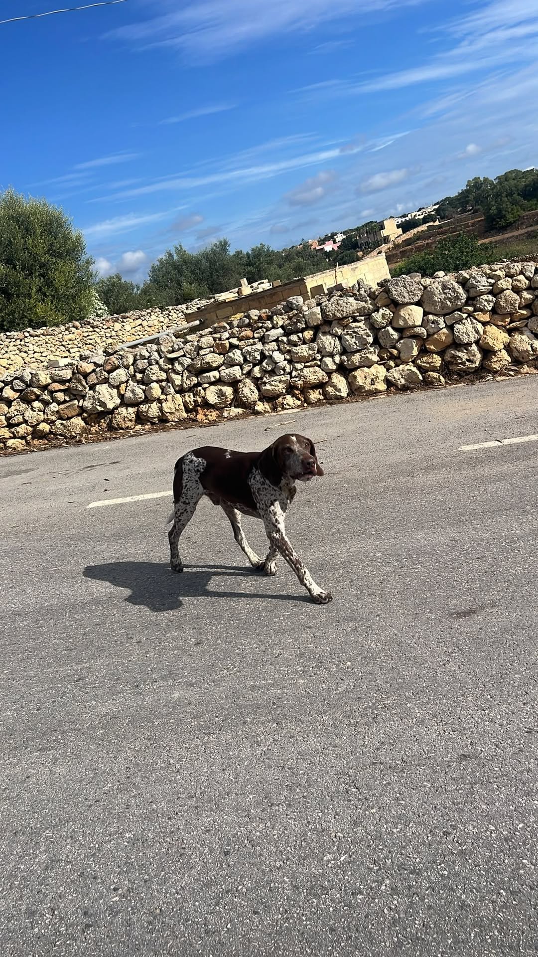 Lost Dog in Imtahleb