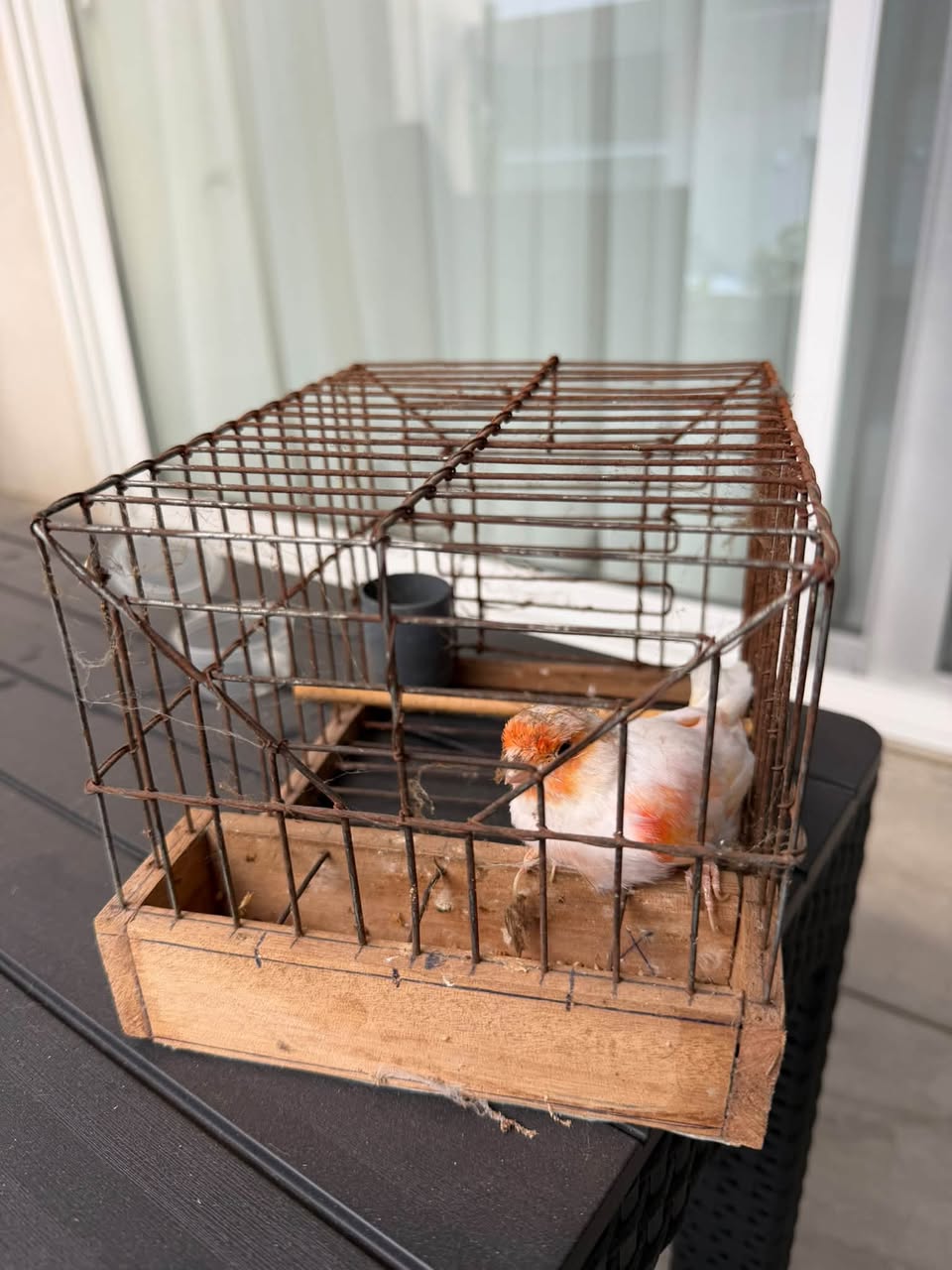 Found Bird in Luqa